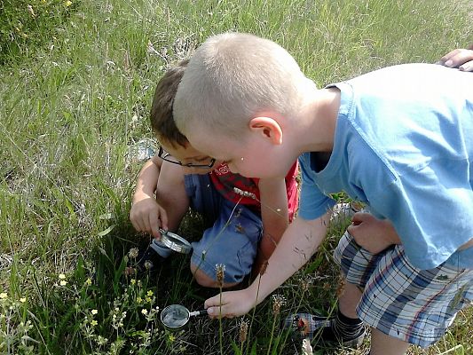 Grafika #13: Co kryje łąka? - zajęcia w klasie 1a