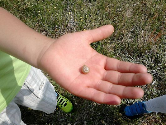 Grafika #15: Co kryje łąka? - zajęcia w klasie 1a