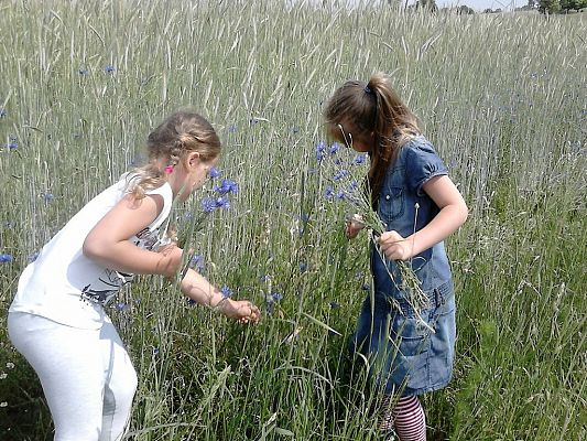 Grafika #25: Co kryje łąka? - zajęcia w klasie 1a