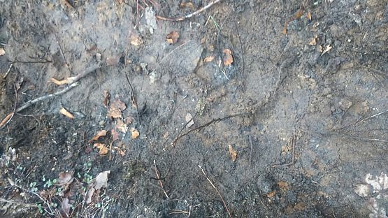 Grafika #1: Sadzenie lasu