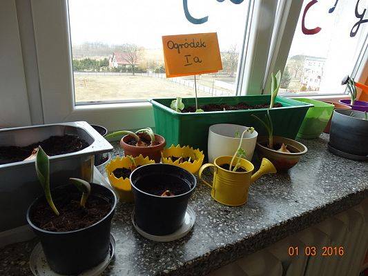 Grafika #18: Uczniowie z 1a zakładają ogródek w klasie.
