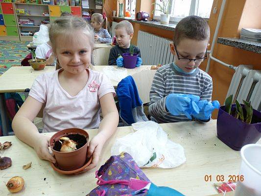 Grafika #16: Uczniowie z 1a zakładają ogródek w klasie.