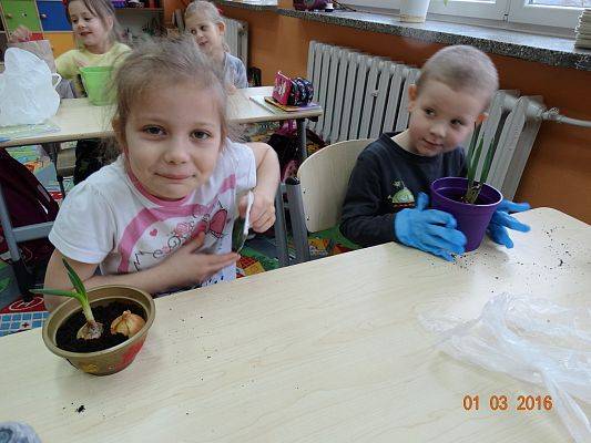 Grafika #15: Uczniowie z 1a zakładają ogródek w klasie.