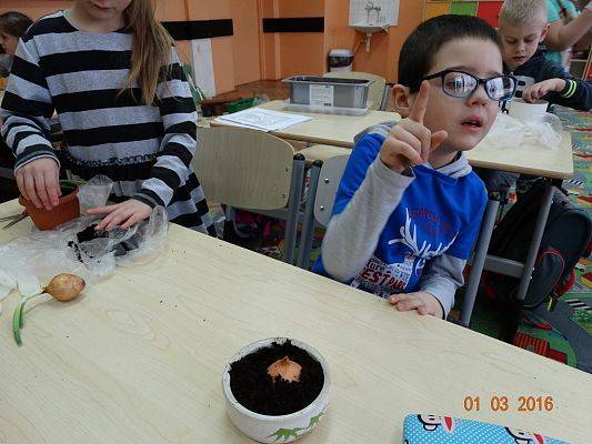 Grafika #14: Uczniowie z 1a zakładają ogródek w klasie.