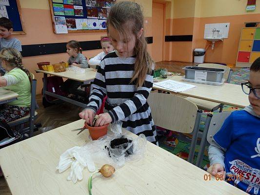 Grafika #13: Uczniowie z 1a zakładają ogródek w klasie.