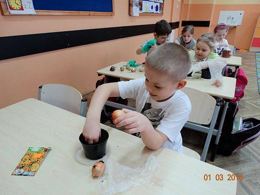 Grafika #12: Uczniowie z 1a zakładają ogródek w klasie.