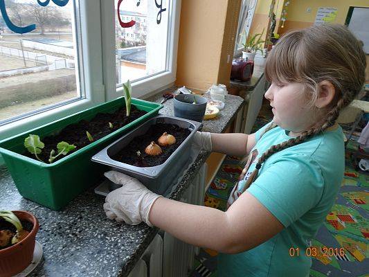 Grafika #10: Uczniowie z 1a zakładają ogródek w klasie.