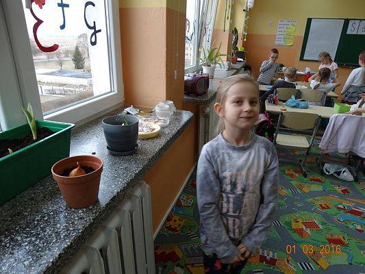 Grafika #9: Uczniowie z 1a zakładają ogródek w klasie.