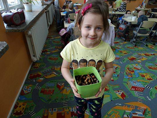 Grafika #7: Uczniowie z 1a zakładają ogródek w klasie.