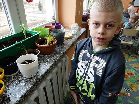 Grafika #6: Uczniowie z 1a zakładają ogródek w klasie.