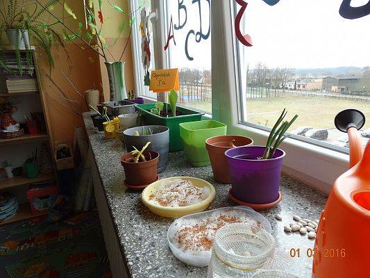 Grafika #1: Uczniowie z 1a zakładają ogródek w klasie.