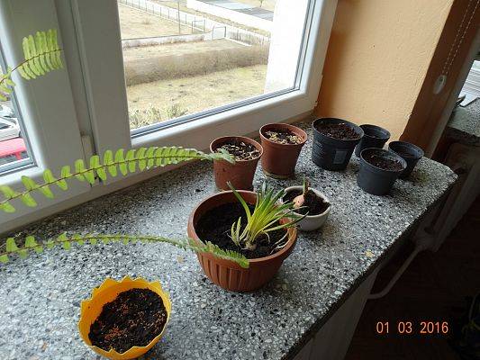 Grafika #0: Uczniowie z 1a zakładają ogródek w klasie.