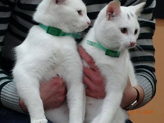 Grafika #1: Kotki z wizytą w szkole. 1a i 1b poznają literkę "k".