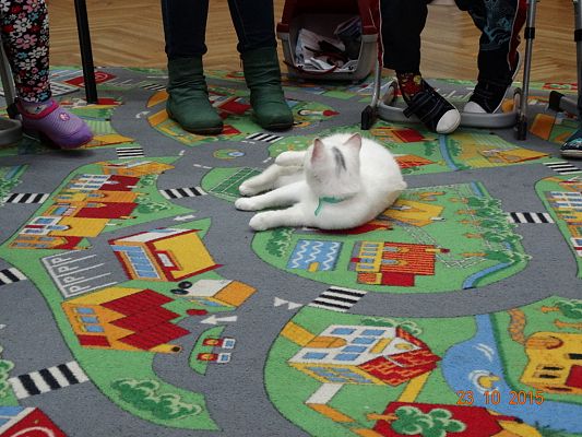 Grafika #6: Kotki z wizytą w szkole. 1a i 1b poznają literkę "k".