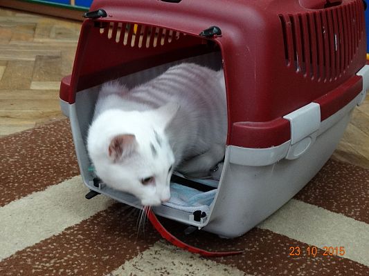 Grafika #10: Kotki z wizytą w szkole. 1a i 1b poznają literkę "k".