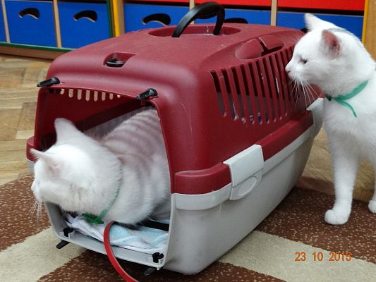 Grafika #11: Kotki z wizytą w szkole. 1a i 1b poznają literkę "k".