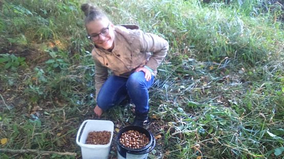 Grafika #1: 17 PRÓBNA ŁEBIEŃSKA DRUŻYNA BAŻYNOWY BÓR zbiera żołędzie i zarabia na mundury!