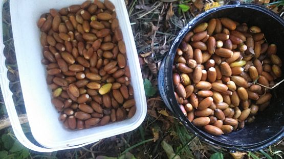 Grafika #2: 17 PRÓBNA ŁEBIEŃSKA DRUŻYNA BAŻYNOWY BÓR zbiera żołędzie i zarabia na mundury!