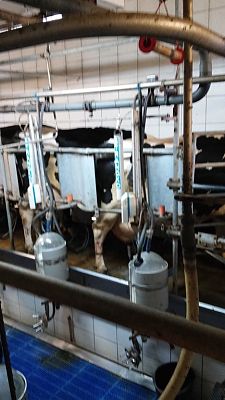 Grafika #4: Uczniowie klasy III SP na wycieczce w gospodarstwie hodowlanym