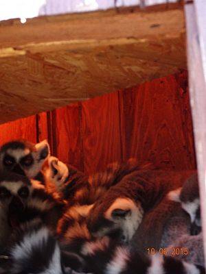 Grafika #14: Wycieczka klasy II i III do Doliny Charlotty