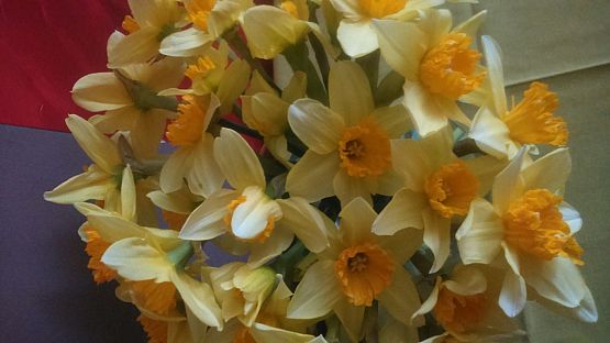 Grafika #0: Akcja społeczno - edukacyjna "Żonkile"