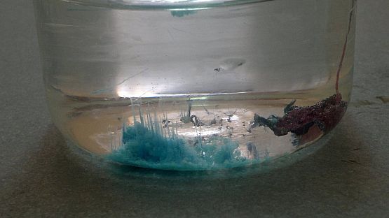 Grafika #11: I Międzyklasowy Turniej Przyrodniczy