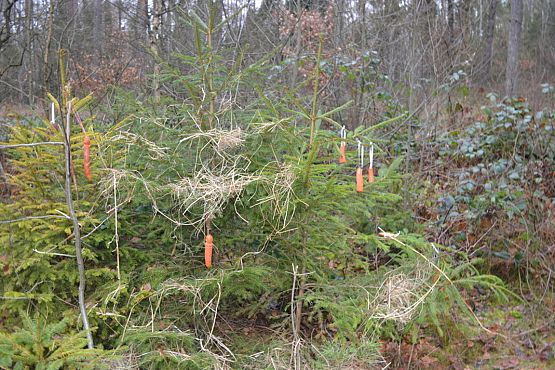 Grafika #0: Pamiętamy o leśnych zwierzętach