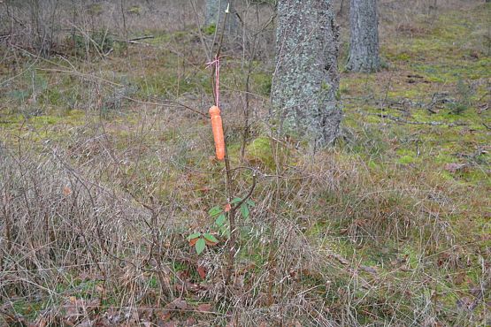 Grafika #10: Pamiętamy o leśnych zwierzętach